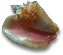 Strombus Gigas (Queen Conch) Shell