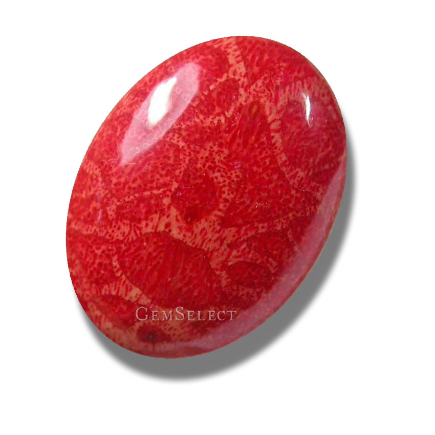is red coral expensive