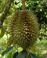 World Famous Durian Fruit from Chanthaburi