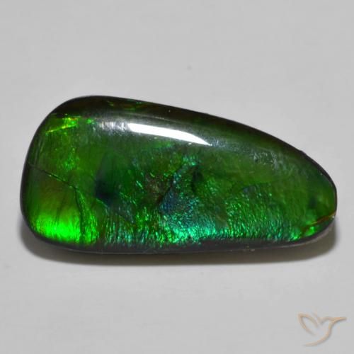 Natural Ammolite for Sale | Certified Ammolites in Stock