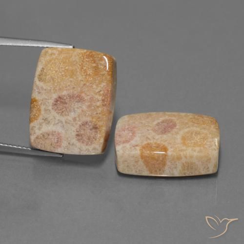Multicolor Coral Fósil Gema - 17.5ct Cabujón forma Cojín (ID: 450086)