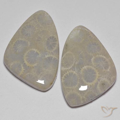 Multicolore Corail de Fossile gemme - 13.9ct Cabochon fantaisie (ID: 514183)